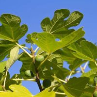 Figuier : plantation, taille et récolte des figues