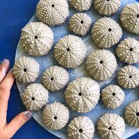 Making tiny dots is complete zen! Sometimes I sit for hours and the only way I know time has passed is that my slip bottle is empty or an episode of Transparent is over! Swipe to see one being made!💆🏻♀️#ohm #bestshowever #dots #ocean #natureinspired #meditation #seaurchin #beach #sliptrailing #potteryvideos #ceramics #pottery