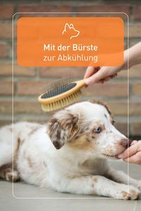 Besonders das Fell deines lieben Vierbeiners sorgt dafür, dass die sommerlichen Temperaturen unerträglich werden. Da kann es helfen, im Sommer öfters zur Hundebürste zu greifen. Mit ein bisschen weniger Fell kann dein Hund die Temperaturen so viel besser ertragen - und das auch noch mit glänzendem Fell.
