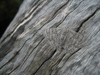 Camoflage