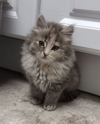 Sweet, shy foster kitten Victoria
