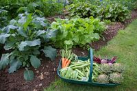Can you still grow some of your own food if your yard has shady spots? The answer is YES! Here is a list of 28 vegetables that grow in partial shade.