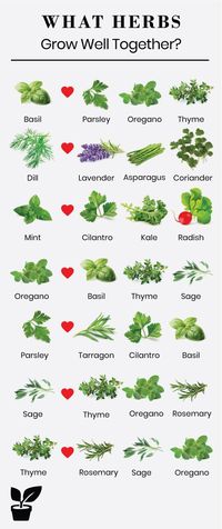 what herbs grow well together-companion planting Planting herbs together is a step toward a flowering garden. Growing herbs together can promote the health and growth of your garden. learn what herbs grow well together in pots, what herbs grow well together in vegetable garden. found out about herb garden ideas indoor tips and herb garden ideas outdoor backyards. what herbs grow well together companion planting|herb garden for beginners how to grow. #herb#companion#garden#vagetables#pots#yards
