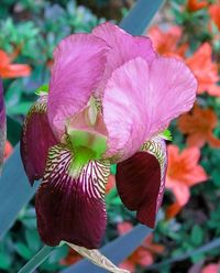 Iris, Kentlands, Spring Flowers, Imagination IMG_9503 A