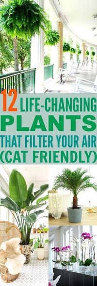 These 12 Air Filtering Plants Are Essential To Keep Your Air CLEAN! Not only are they gorgeous, they are also safe for your cats! : )