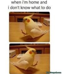 when I don't know what to do.. bird funny| birds pets | best pets birds | funny birds |funny parrots | love bird | love bird | the birds | beautiful birds| tbest birds | flying birds video #bird#birds#funny#birdsvideos#cute