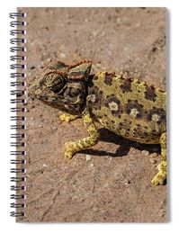 This 6" x 8"/15cm x 20cm notebook includes 120 pages which are lined on both sides. The front cover is made of thick paper stock, and the back cover is medium gray in color. The inside of the back cover includes a pocket for extra paper and pens. Click on the picture for more info ! #spiralnotebook #spiralnotebooks #notebook #notebooks #notebookaddict #stationery #giftidea #giftideas #gifts #gift #lyldilcreations