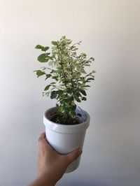 Pet Friendly Plants Archives | Leaf and Paw