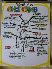 #thelifeofapremed #endocrine #summary #system #mcat #the #for #ofthelifeofapremed: “Summary of the Endocrine system for the MCAT ”