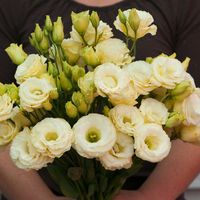 Arena III Gold Pelleted Lisianthus Seeds (Eustoma grandiflorum) + FREE Bonus 6 Variety Seed Pack - a $30 Value!