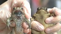More information about the Houston Toad and how to tell the difference between Houston Toads and Gulf Coast Toads. Houston Zoo - Youtube Video.