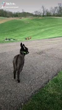 🐎Cute Donkey🐎😍follow @ecosenpai❗ because you want more👍🙌😍😅The best video about animals! funny animal videos | funny animal videos can't stop laughing hilarious | cute animal videos | funniest animal videos | baby animals videos | wild animal videos | pet videos | funny and dog videos | animal videos funny dogs | videos animales | animals beautiful videos | animals aesthetic videos | animals friendship videos. #animalsvideos #cuteanimals#animalsvideos #funnyvideos#donkey