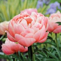 Coral Charm Peony from Park Seed