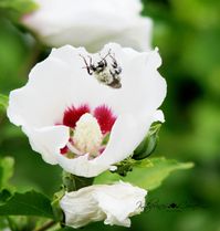 Connected a Bee Story