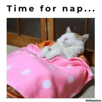 time for nap - ECOSenpai