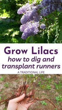 How to Grow Lilacs from Suckers • a traditional life