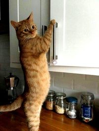 Head Chef George Ramsay was about to prepare lunch and said he would be delighted to do so.