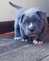 Staffordshire puppy