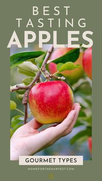 Best Tasting Apple via @home4theharvest