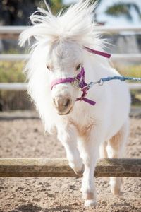 pony love...
