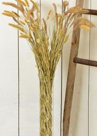 Dried and Preserved Setaria Grass in Natural Color - 4oz Bunch