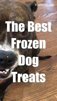 If you love your dogs, heres a frozen treat they’ll enjoy! I tried the frozen bluberry and yogurt treats from Iman’s Froyo Bones and the pups absolutely lived it!!! For more information, click the link on this pin. #dogs #doglovers #dogmom #dogtreats #puppy #puppies #pets #petlovers