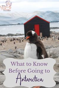 Antarctica: Everything you Need to Know About Planning a Trip
