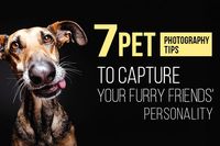7 Pet Photography Tips to Capture Your Furry Friends' Personality