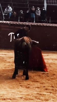 El diestro valenciano Jesús DUQUE tentando en la ganadería charra de El Pilar #JesúsDUQUE #MatadorDeToros #Arte #Cultura #Tauromaquia #Valencia #Requena #EntreArtes #EntreArtesComunicación #Comunicación #Producción #Gestión #ComunicaciónToros #PrensaToros #GabinetePrensaToros