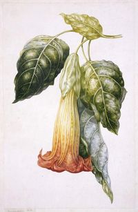 Title: Datura rosei (Thorn Apple) Maker: Withers, A.I.; draughtsman; British artist, op. 1829-1865 Category: drawing Name: drawing School/Style: British Technique: watercolour