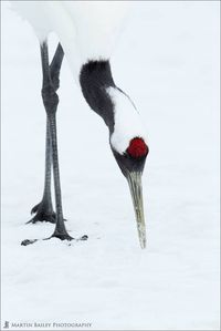 red-crowned crane, Hokkaido, Japan