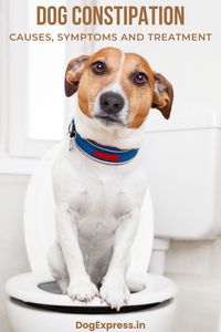If you are concerned about constipation issues in your dog. Let us delve deeper into what causes constipation in dogs. Know what they can eat to overcome the problem. #Dogexpress #Dogcare #Doghealth #Dogconstipation #Doglifestyle #Constipationindogs