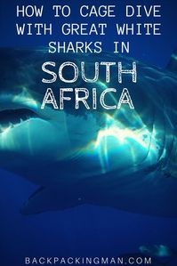 South Africa travel | Cage Diving With Great White Sharks In Gaansbai . Would you?