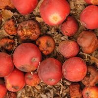 rotten apple object lesson