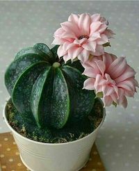 Inspiras cactus.