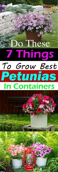 If you follow these amazing Petunia Care Tips, you'll be able to grow the most colorful and abundant flowers in containers!