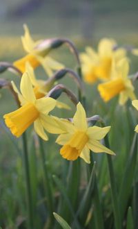 Daffodils are my very favorite flower in the whole world....they take me back to Pine Bluff, Ark and grandmother's front yard.