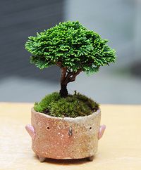 Mini Bonsai
