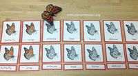 Classroom Ideas for a Butterfly Unit