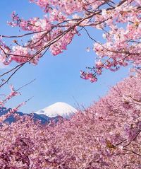Cherry Blossoms Have Just Bloomed In This Japanese Town, And The Photos Are Magical - Japan Informer