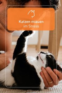 Veränderungen, wie ein Umzug oder ein weiteres Haustier sind purer Stress für deine Samptpfote. Wenn deine Katze klagend miaut, rede ihr gut zu und versuche sie mit Zärtlichkeiten, Spielen und Leckerbissen zu beruhigen.