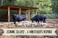 Economic Collapse: My first concerns as a homesteader are family, home and our livestock. Even though our children are grown and no longer dependent on us, our family still works together. When something big needs to be accomplished, we come together and work as a team. In the case of this scenario, I know we would do what we needed to do to survive and protect our farm, since it is our way of surviving.