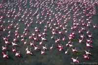 Ce photographe indien capture la beauté des flamants roses en pleine migration et le résultat est incroyable | flamands roses | Epoch Times