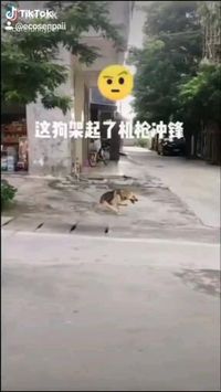 🤔Strange run🐶follow @ecosenpai❗ because you want more👍🙌😍😅The best video about animals! funny animal videos | funny animal videos can't stop laughing hilarious | cute animal videos | funniest animal videos | baby animals videos | wild animal videos | pet videos | funny and dog videos | animal videos funny dogs | videos animales | animals beautiful videos | animals aesthetic videos | animals friendship videos. #cuteanimalsvideos#cuteanimals#animalsvideos #doggy#animallove