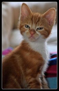 19 Pissed Off Cats That Are Way Too Cute To Be Angry