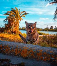 Today, the surroundings of the ancient ports of Carthage are captured by this furry encounter, loved n' shot by Amine Mouelhi, from #Tunisia.. Stay Free!