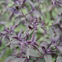 white snakeroot-Ageratina altissima|Lurie Garden