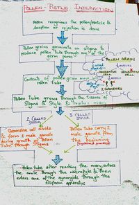 Sexual reproduction in angio