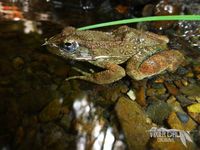 WaterGirl Creations on Instagram: “Foothill yellow-legged frog (Rana boylii) relaxing on the bank of a small creek in Sonoma County, CA. #yellowleggedfrog #frogphotography…”