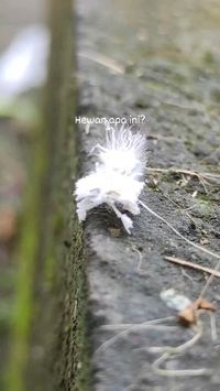 #serangga #insect #animal #hewan #binatang